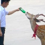 Cerf Beer