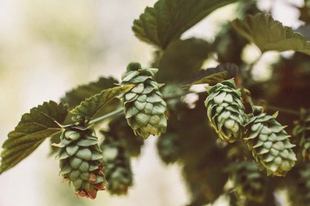 Houblon à La Réunion : la Brasserie Dalons réussit sa première récolte