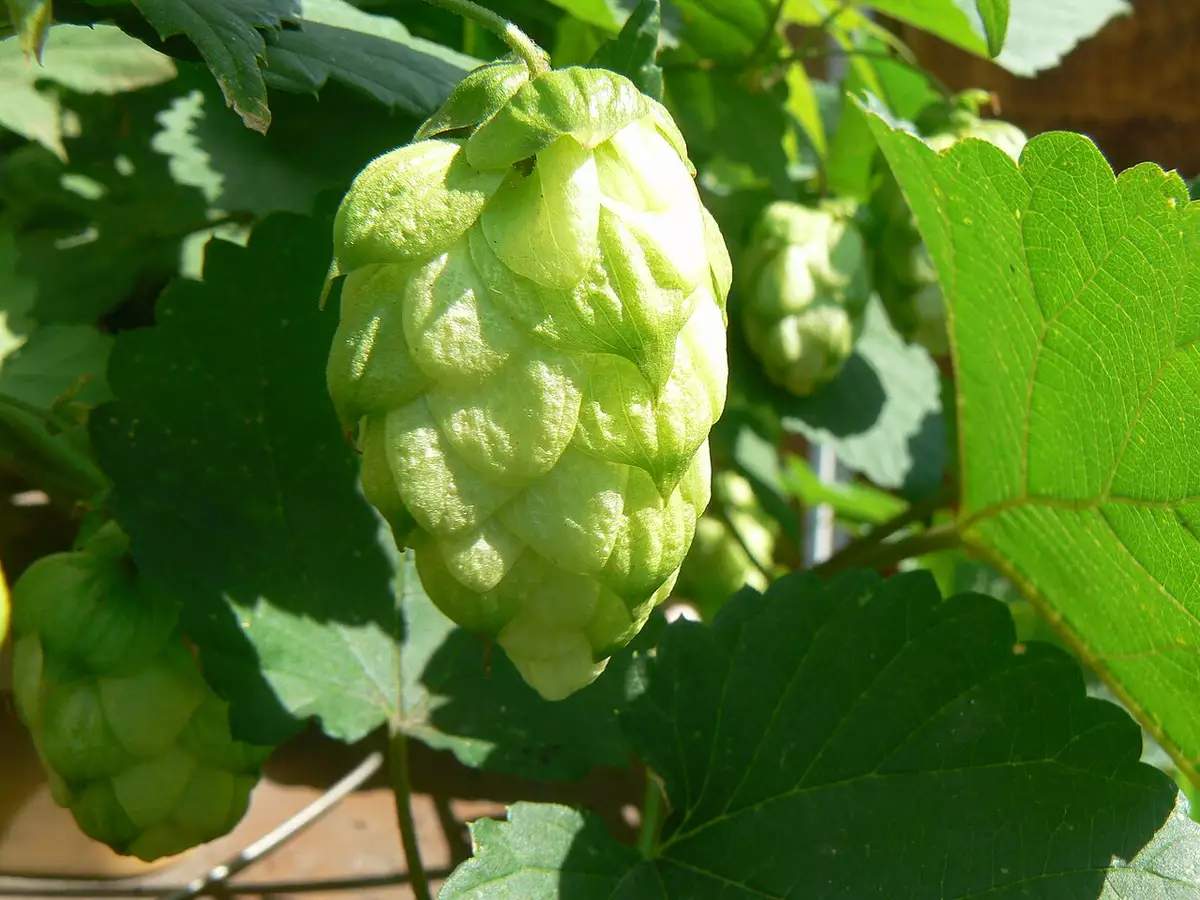 Choulette Hop Expérience : une journée autour du houblon à Hordain le 12 septembre