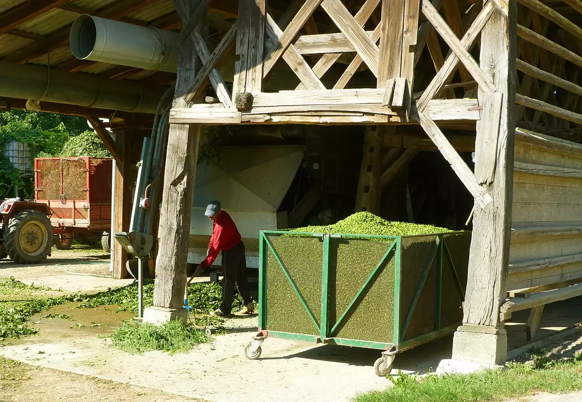 Cueillette du houblon dans une houblonnière, geste au cœur de la fête du houblon à Bailleul