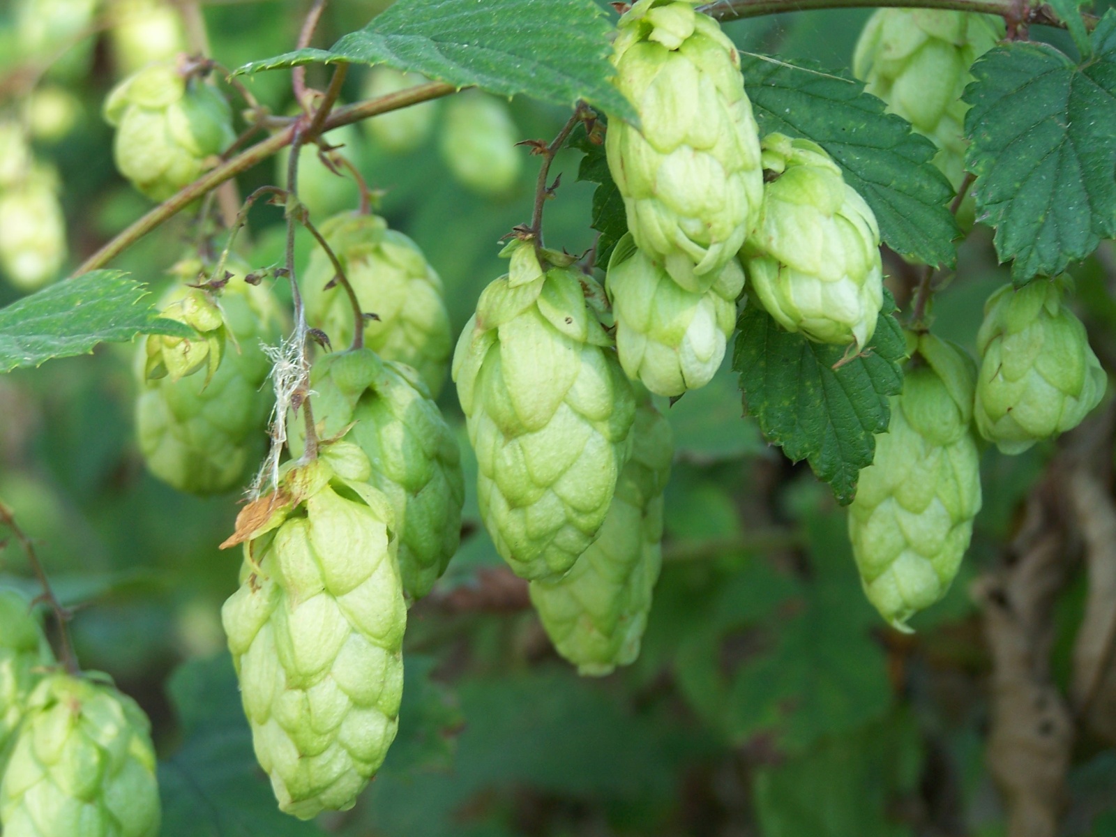 Le fil de la bière #37 — festivals régionaux, nouvelles marques et actualités brassicoles