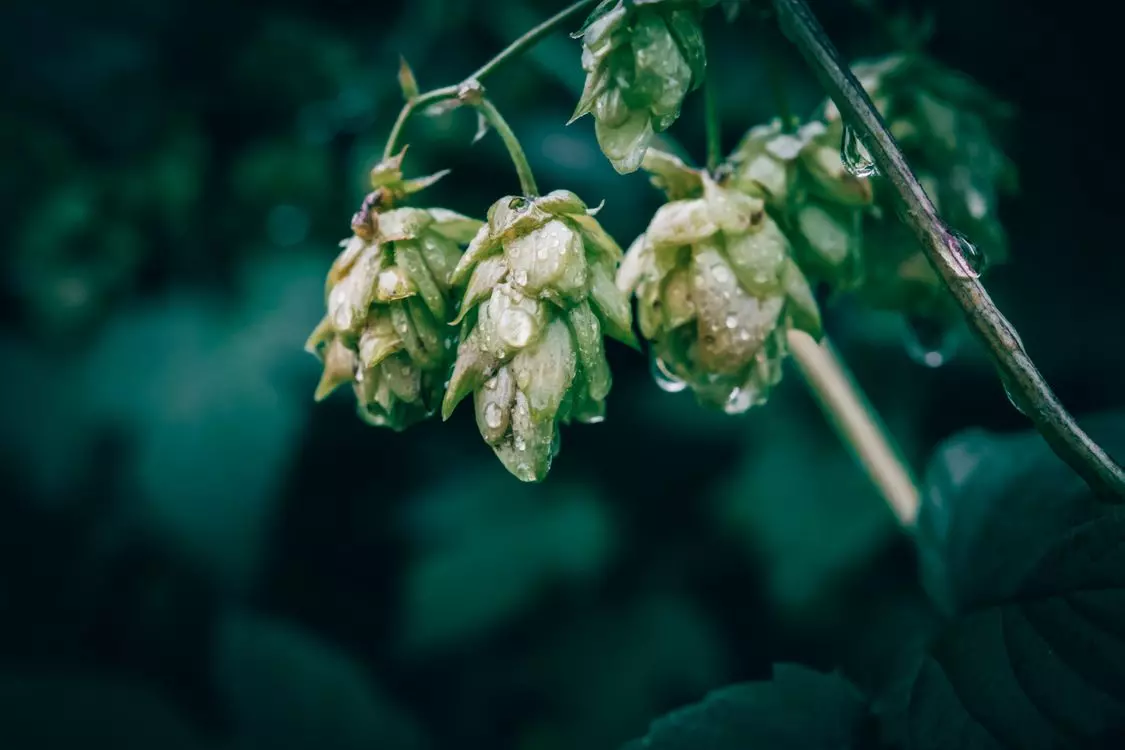 Cônes de houblon frais dans un jardin — récolte houblon Allemagne 2026 frappée par la sécheresse