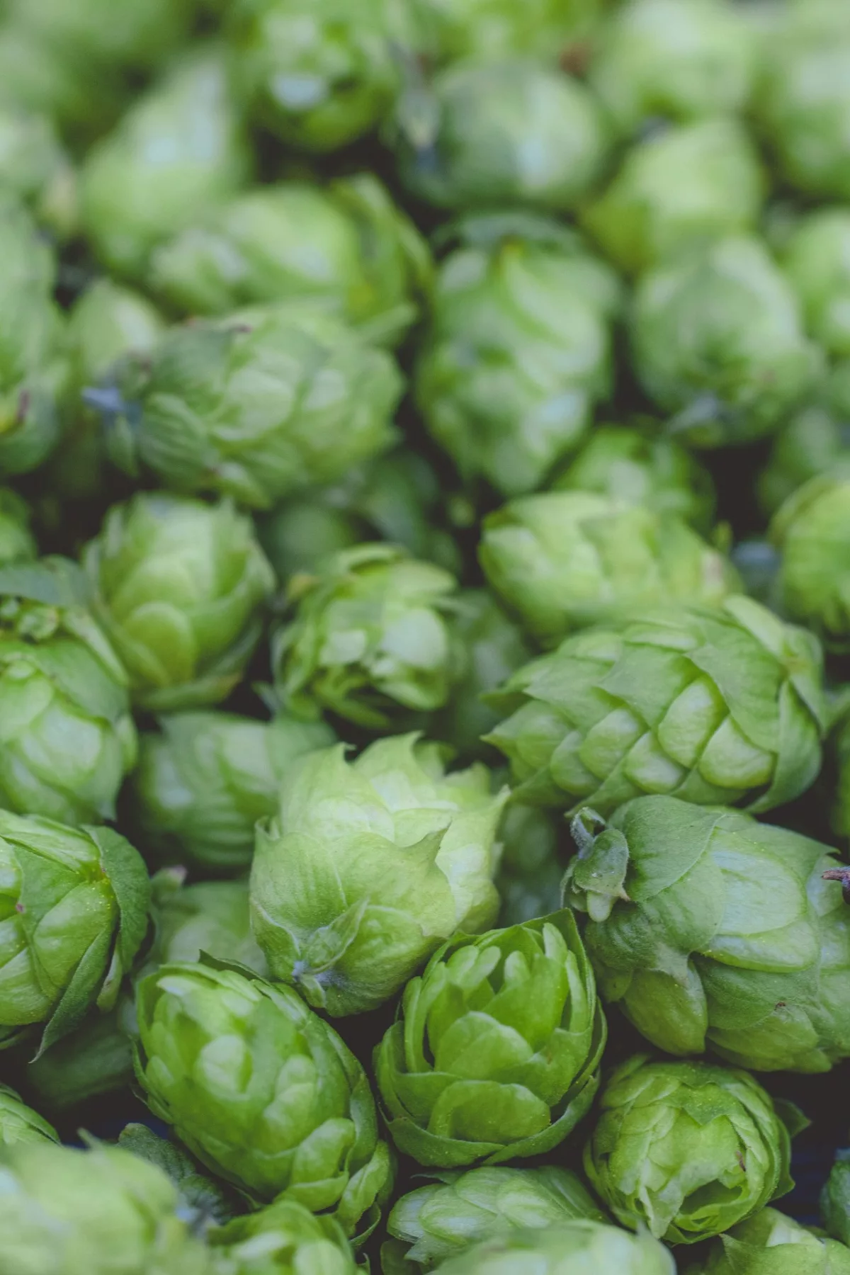 Cones de houblon frais recoltes pour le brassage artisanal en circuit court
